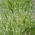 Buy Eleocharis acicularis (Needle Spike-Rush) online UK