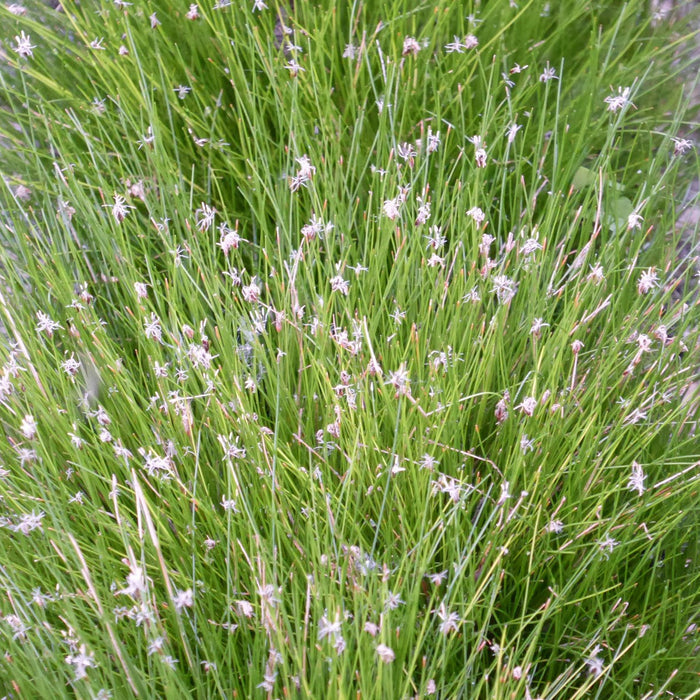 Buy Eleocharis acicularis (Needle Spike-Rush) online UK