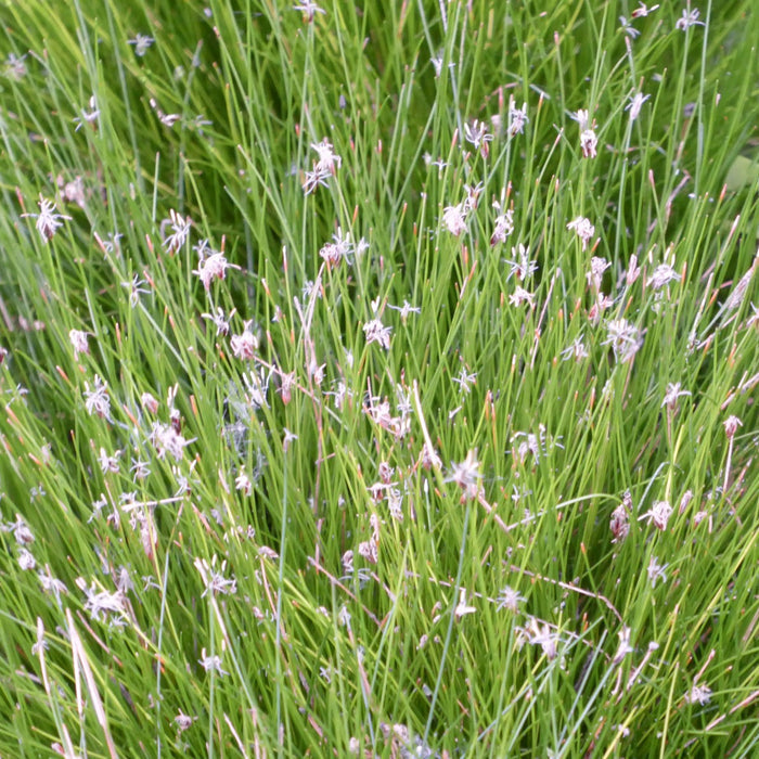Buy Eleocharis acicularis (Needle Spike-Rush) online UK