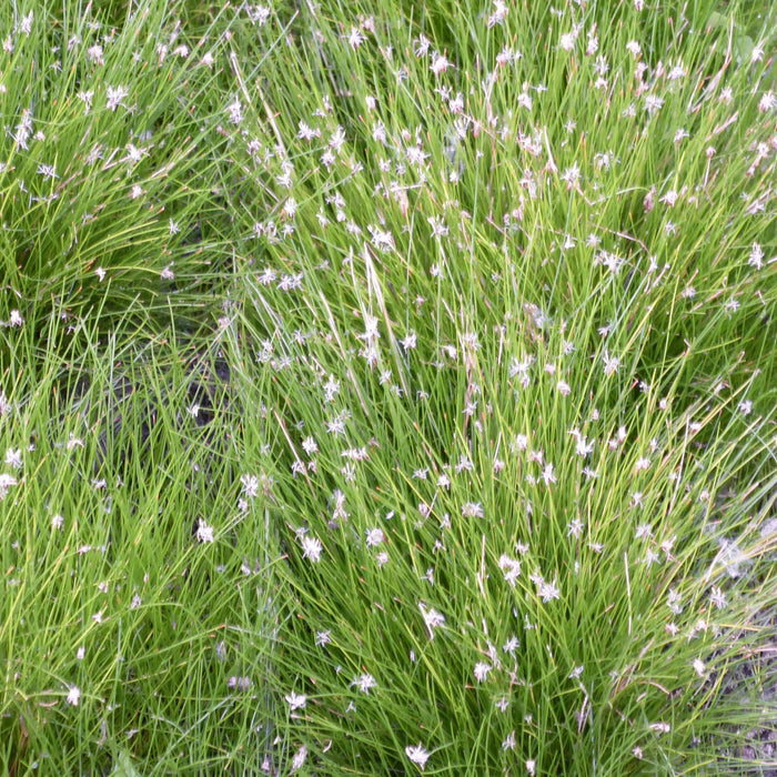 Buy Eleocharis acicularis (Needle Spike-Rush) online UK