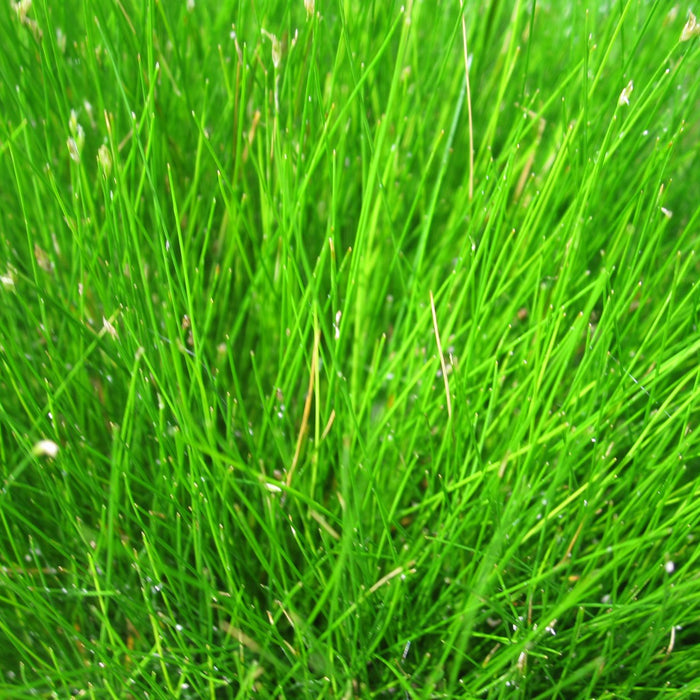 Buy Eleocharis acicularis (Needle Spike-Rush) online UK