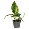 Buy Epipremnum aureum (Devil's Ivy) online UK