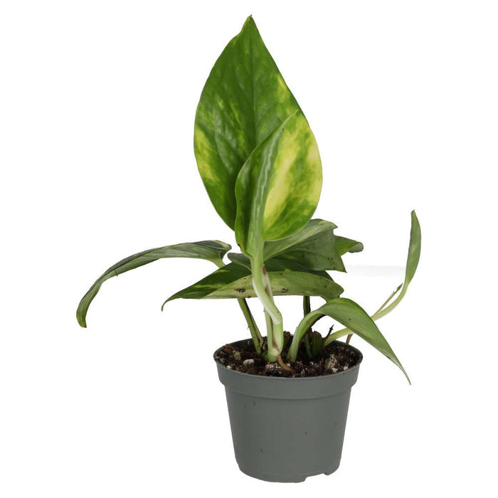 Buy Epipremnum aureum (Devil's Ivy) online UK