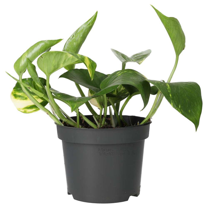 Buy Epipremnum aureum (Devil's Ivy) online UK