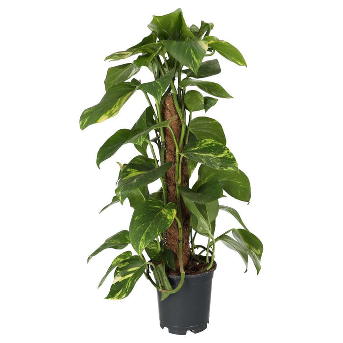 Buy Epipremnum aureum (Devil's Ivy) online UK