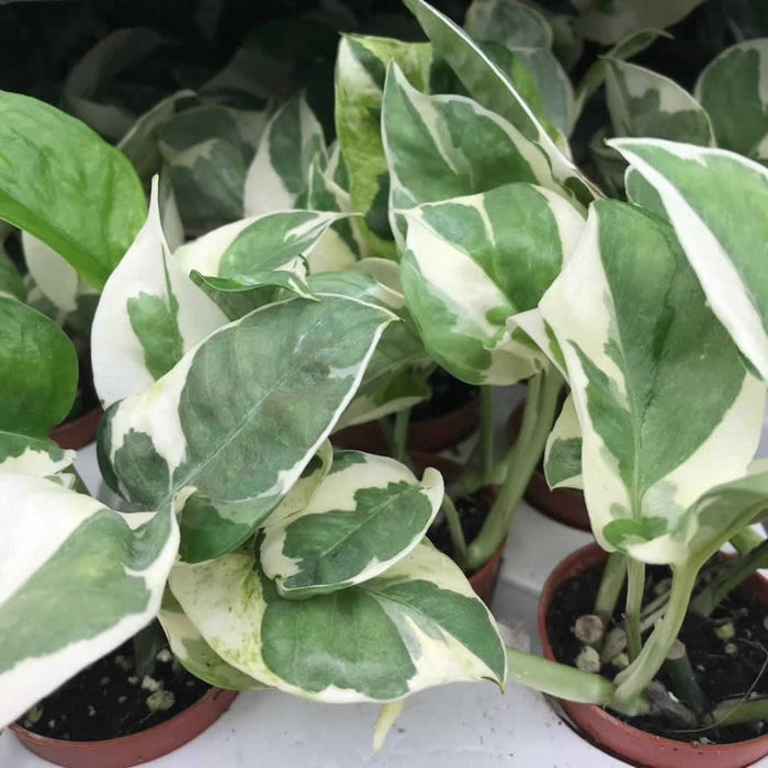 Buy Epipremnum aureum 'Variegated' online UK