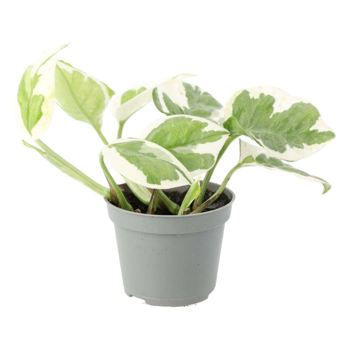 Buy Epipremnum aureum 'Variegated' online UK