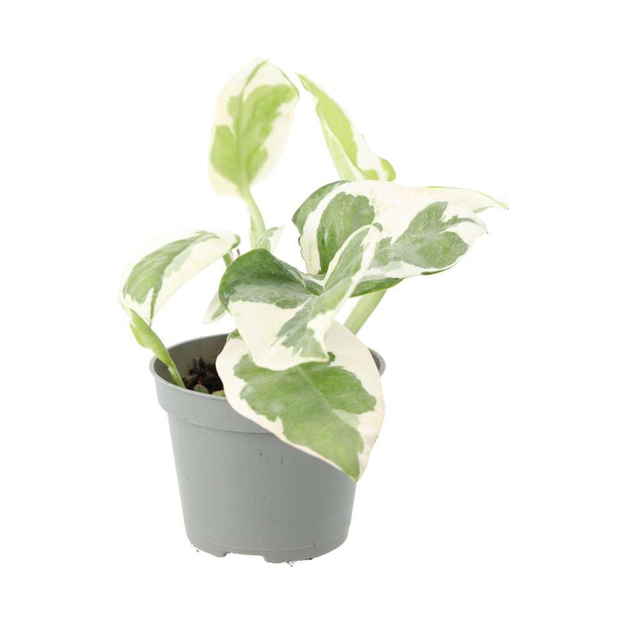 Buy Epipremnum aureum 'Variegated' online UK