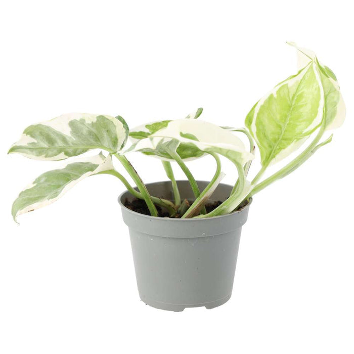 Buy Epipremnum aureum 'Variegated' online UK