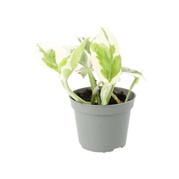 Buy Epipremnum aureum 'Variegated' online UK