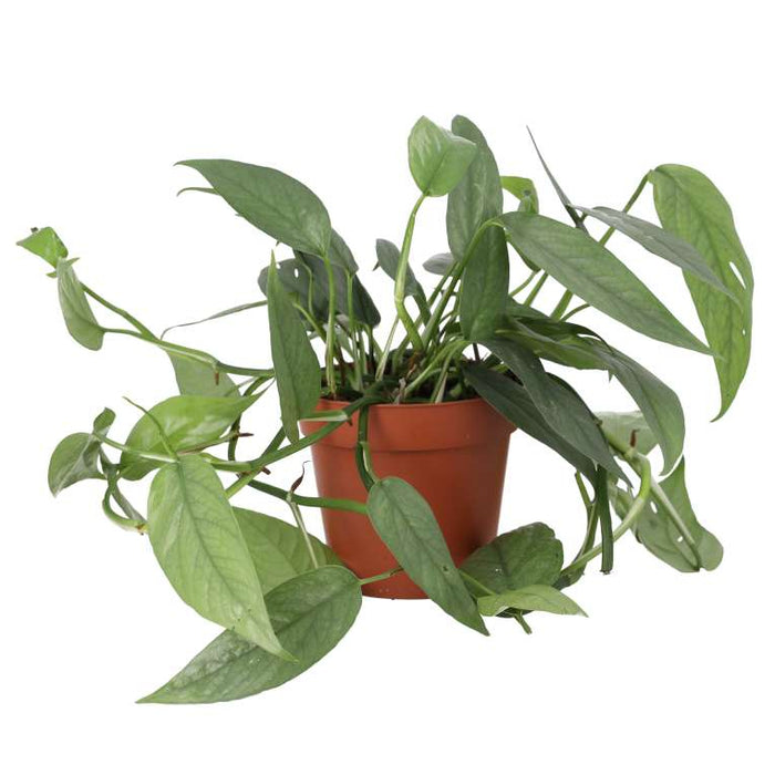 Buy Epipremnum pinnatum 'Cebu Blue' online UK