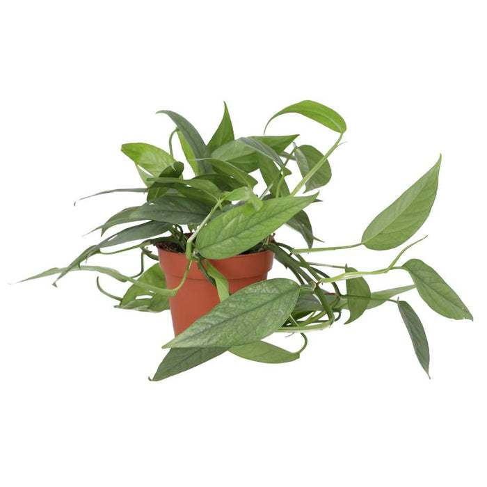 Buy Epipremnum pinnatum 'Cebu Blue' online UK