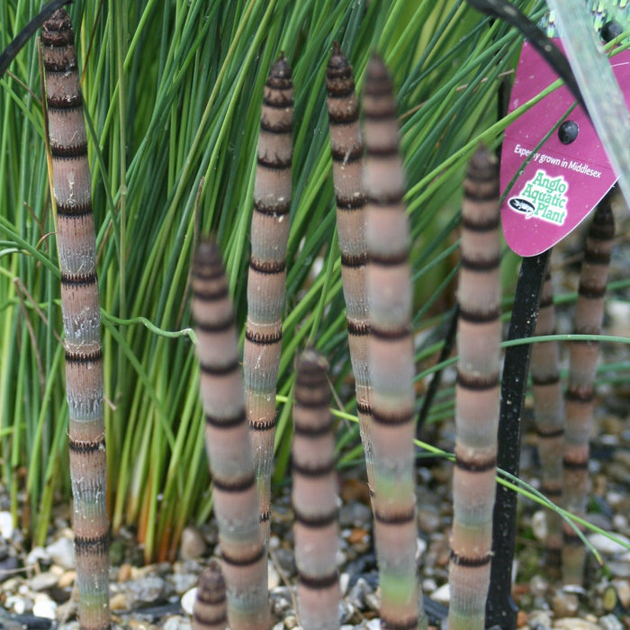 Buy Equisetum hyemale (Dutch Rush) online UK