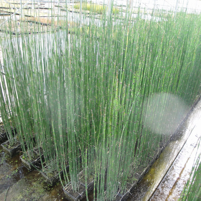 Buy Equisetum hyemale (Dutch Rush) online UK