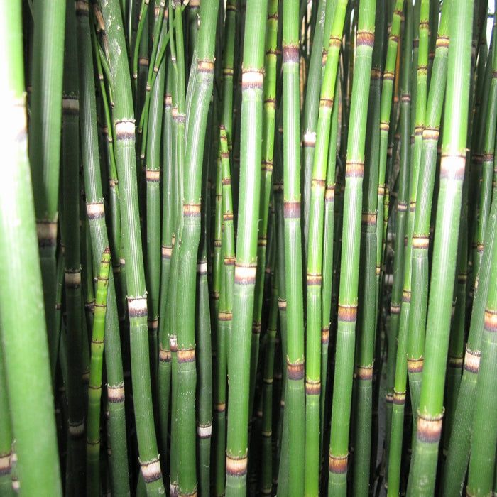 Buy Equisetum hyemale (Dutch Rush) online UK