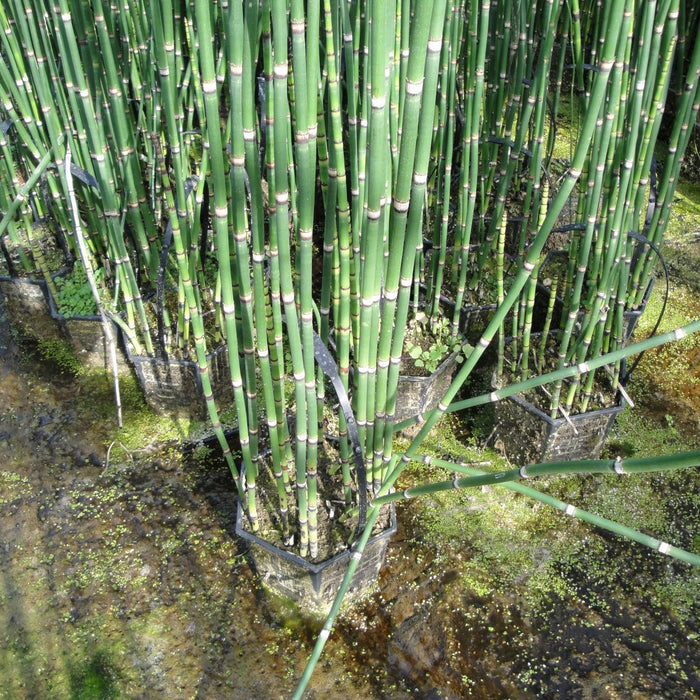 Buy Equisetum hyemale (Dutch Rush) online UK
