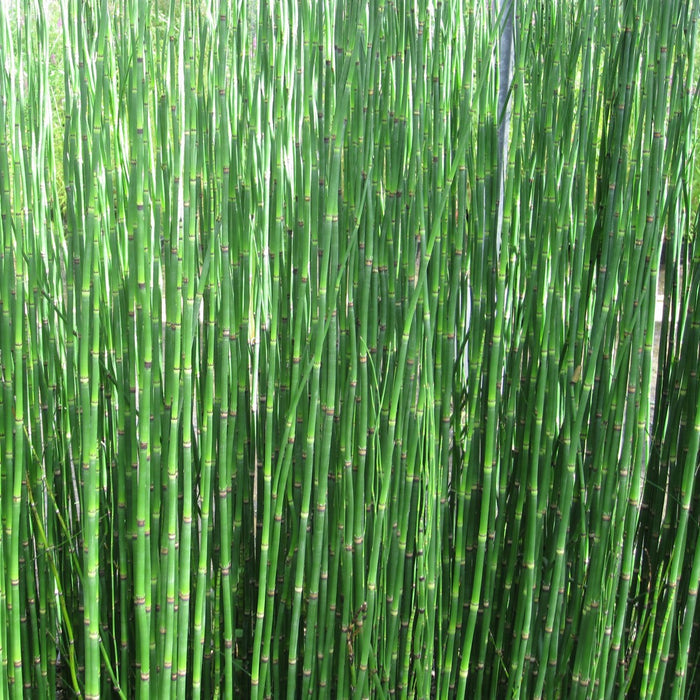 Buy Equisetum hyemale (Dutch Rush) online UK