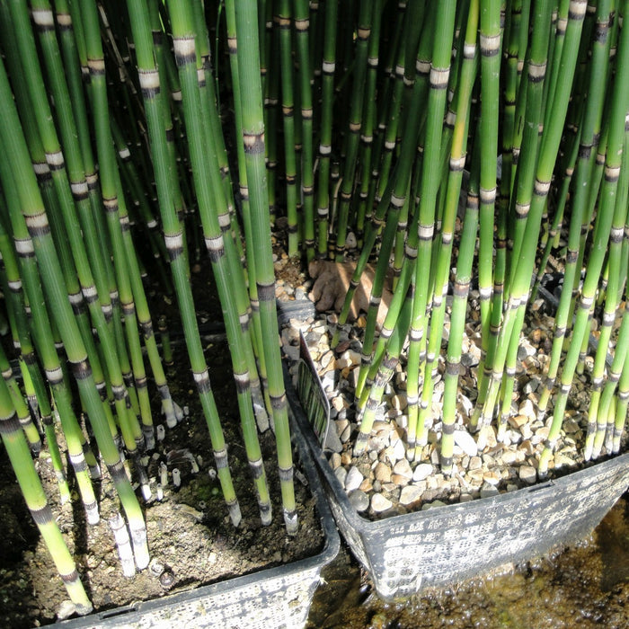 Buy Equisetum hyemale (Dutch Rush) online UK