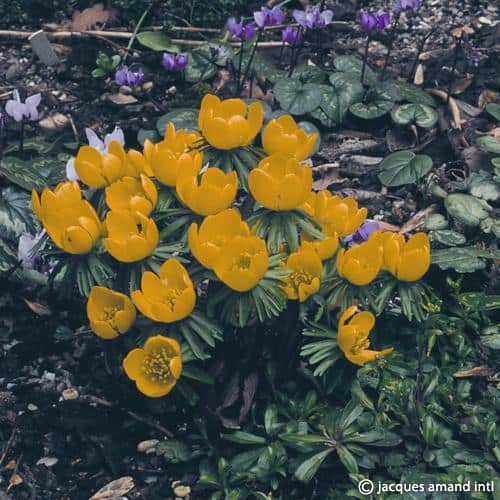 Buy Eranthis hyemalis (Cilicica Group) Bulbs online UK
