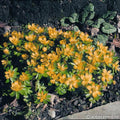 Buy Eranthis hyemalis (Winter Aconite) Bulbs online UK