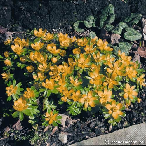 Buy Eranthis hyemalis (Winter Aconite) Bulbs online UK