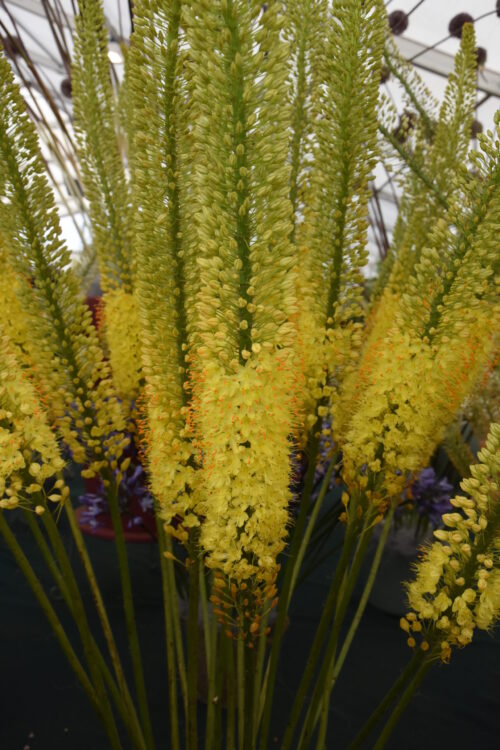 Buy Eremurus 'Charleston' Bulbs online UK