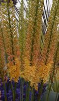 Buy Eremurus 'Cleopatra' Bulbs online UK