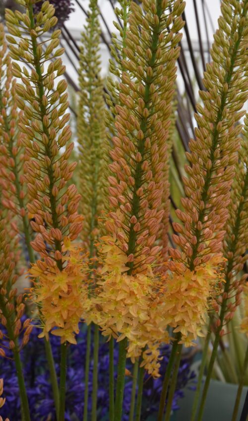 Buy Eremurus 'Cleopatra' Bulbs online UK