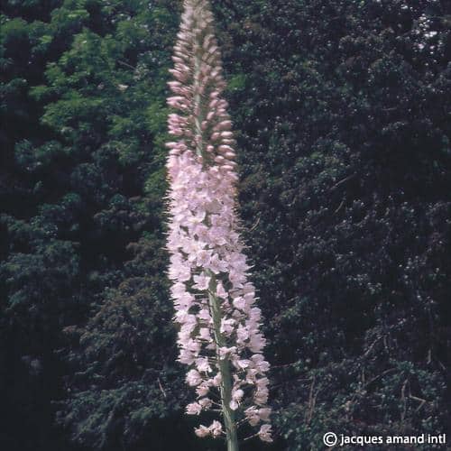 Buy Eremurus robustus (Giant Desert Candle) Bulbs online UK