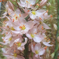 Buy Eremurus 'Sarah Cato' Bulbs online UK