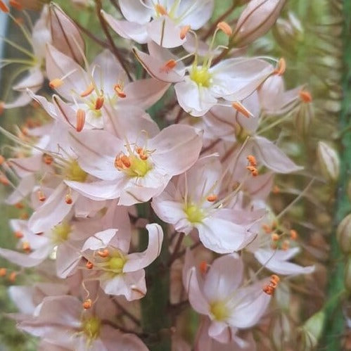 Buy Eremurus 'Sarah Cato' Bulbs online UK