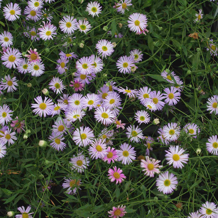 Buy Erigeron karvinskianus 'Lavender Lady' online UK