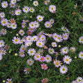 Buy Erigeron karvinskianus 'Lavender Lady' online UK