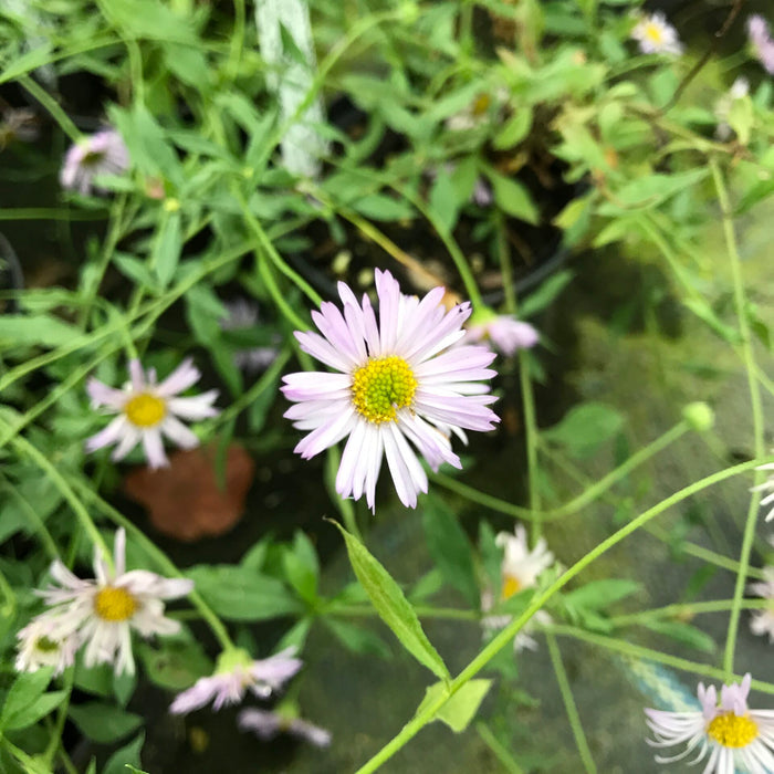 Buy Erigeron karvinskianus 'Lavender Lady' online UK