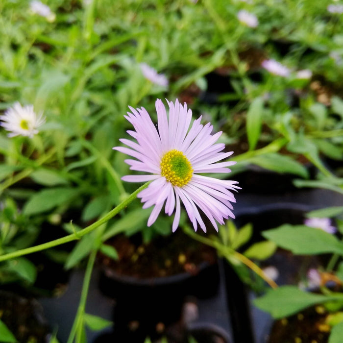 Buy Erigeron karvinskianus 'Lavender Lady' online UK