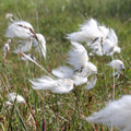 Buy Eriophorum angustifolium (Cotton Grass) online UK