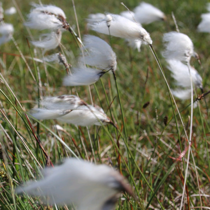 Buy Eriophorum angustifolium (Cotton Grass) online UK