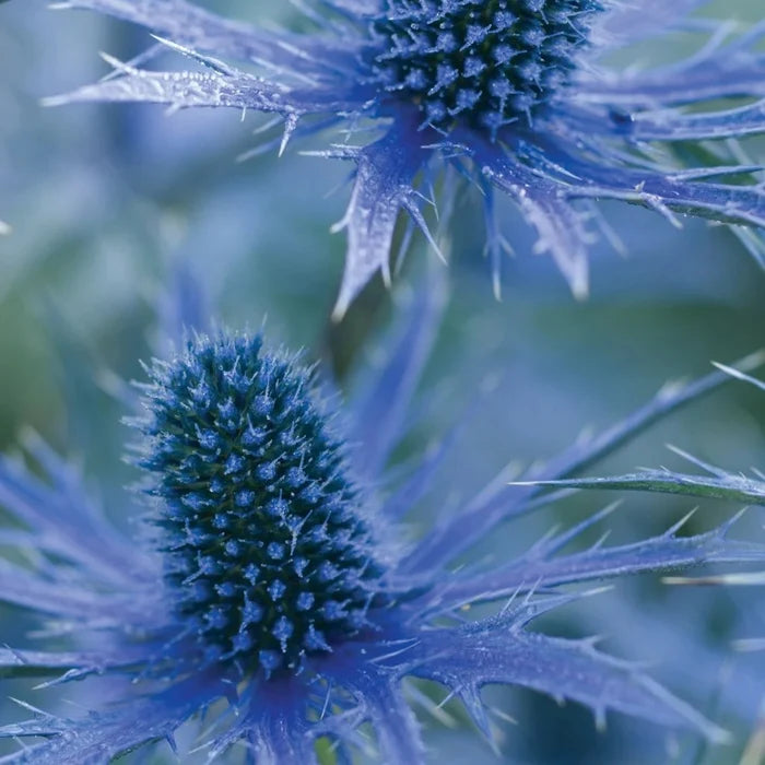 Buy Eryngium x zabelii (Sea Holly 'Big Blue') online UK