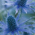 Buy Eryngium x zabelii (Sea Holly 'Big Blue') online UK