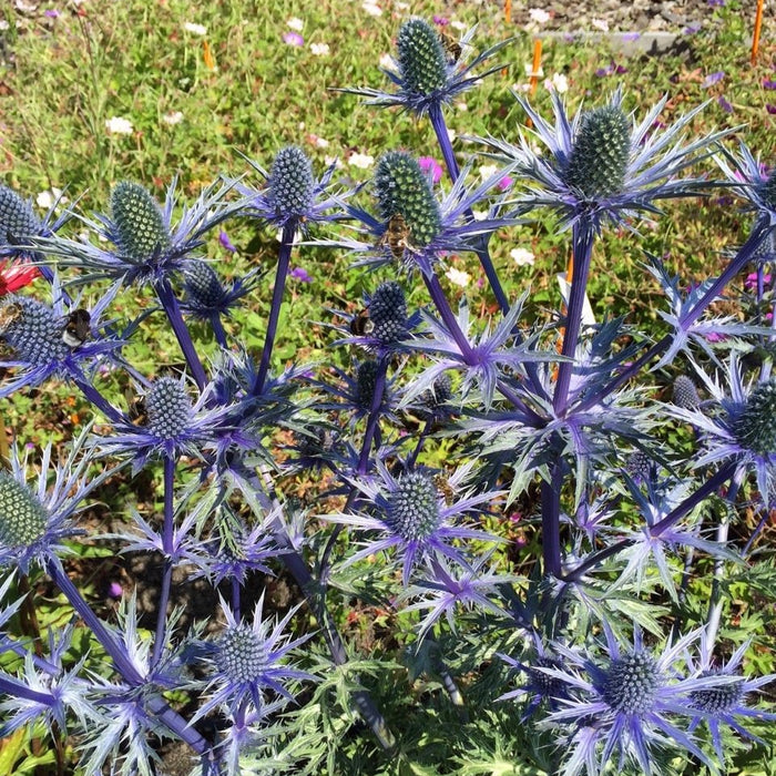 Buy Eryngium x zabelii (Sea Holly 'Big Blue') online UK