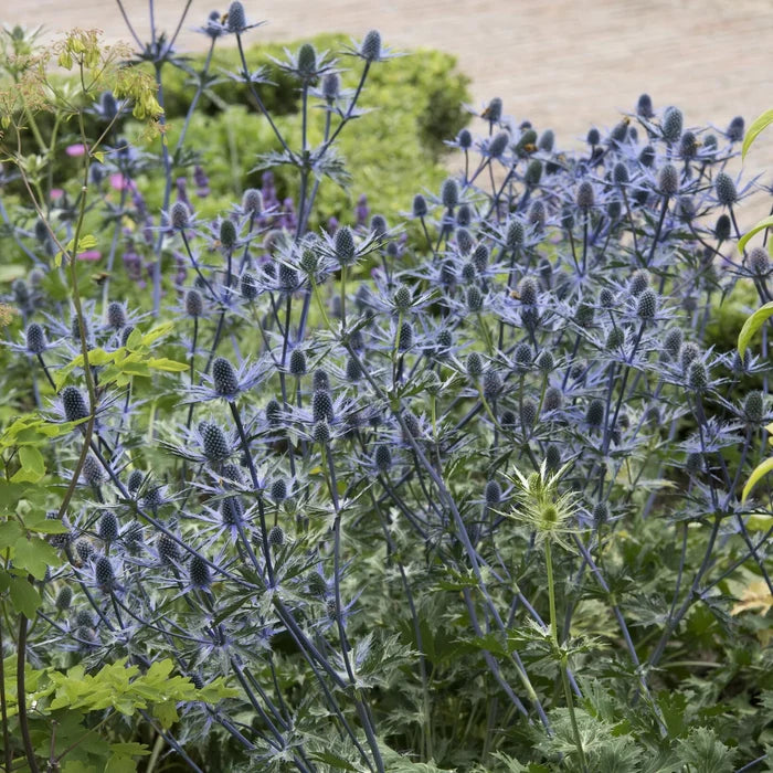 Buy Eryngium x zabelii (Sea Holly 'Big Blue') online UK