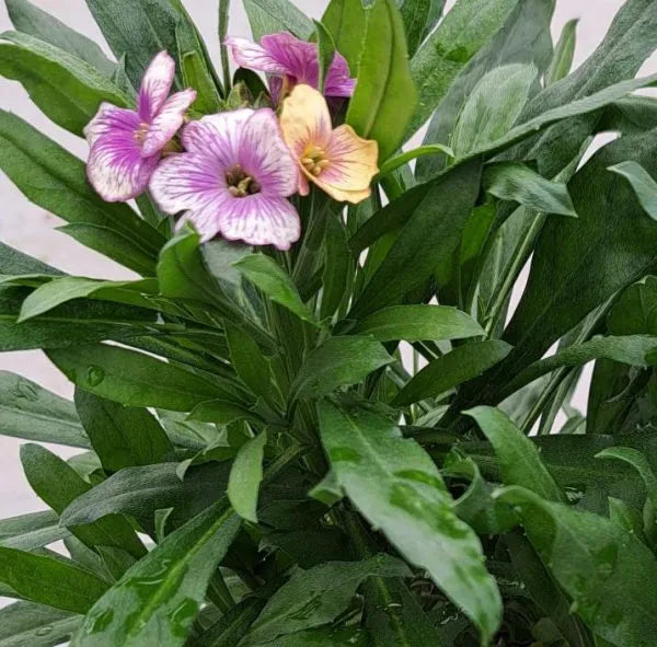 4 Erysimum Rysi Winter Charme ('Inerywicha') flowers