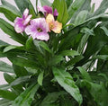 4 Erysimum Rysi Winter Charme ('Inerywicha') flowers