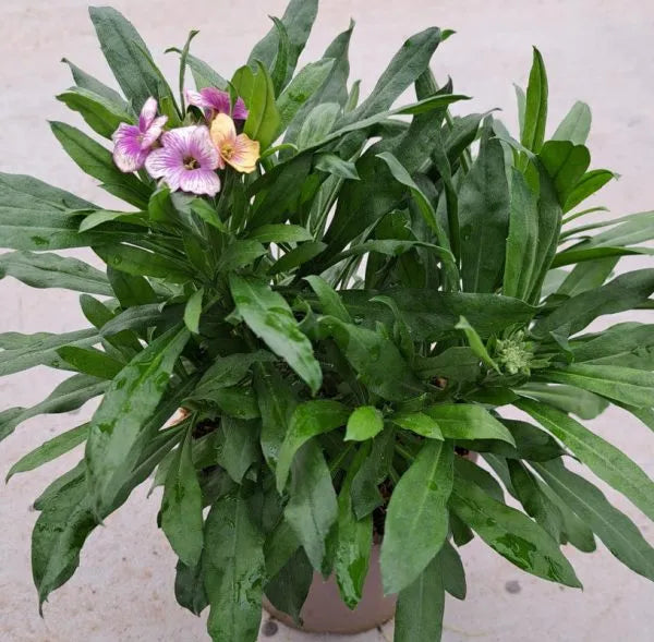 A Erysimum Rysi Winter Charme ('Inerywicha') potted against a pale background