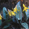 Buy Erythronium americanum (Yellow Dog's Tooth Violet) Bulbs online UK