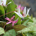 Buy Erythronium den-canis (Dog's Tooth Violet) Bulbs online UK