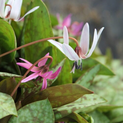 Buy Erythronium den-canis (Dog's Tooth Violet) Bulbs online UK