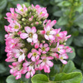 Buy Escallonia laevis 'Pink Elle' online UK