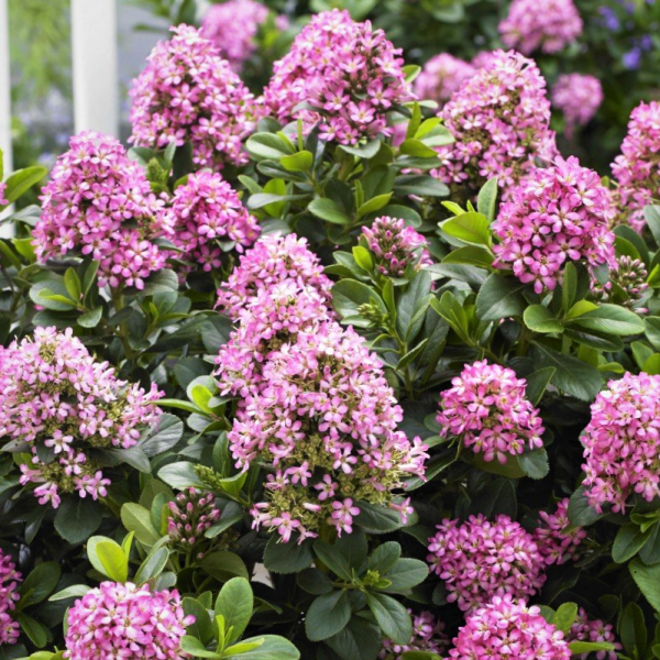Buy Escallonia laevis 'Pink Elle' online UK