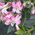 Buy Escallonia laevis 'Showstopper' online UK